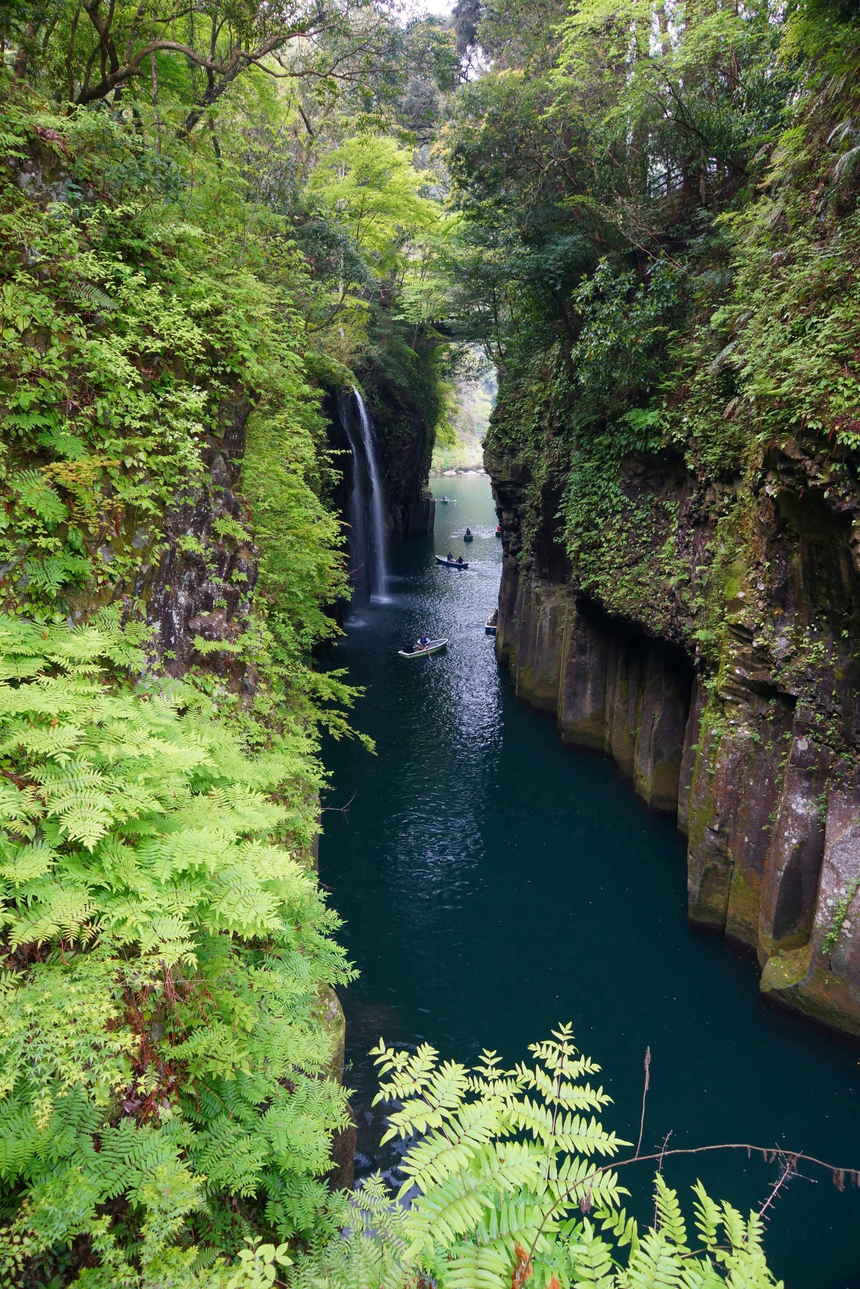 Kyushu Flower Viewing – Wisteria