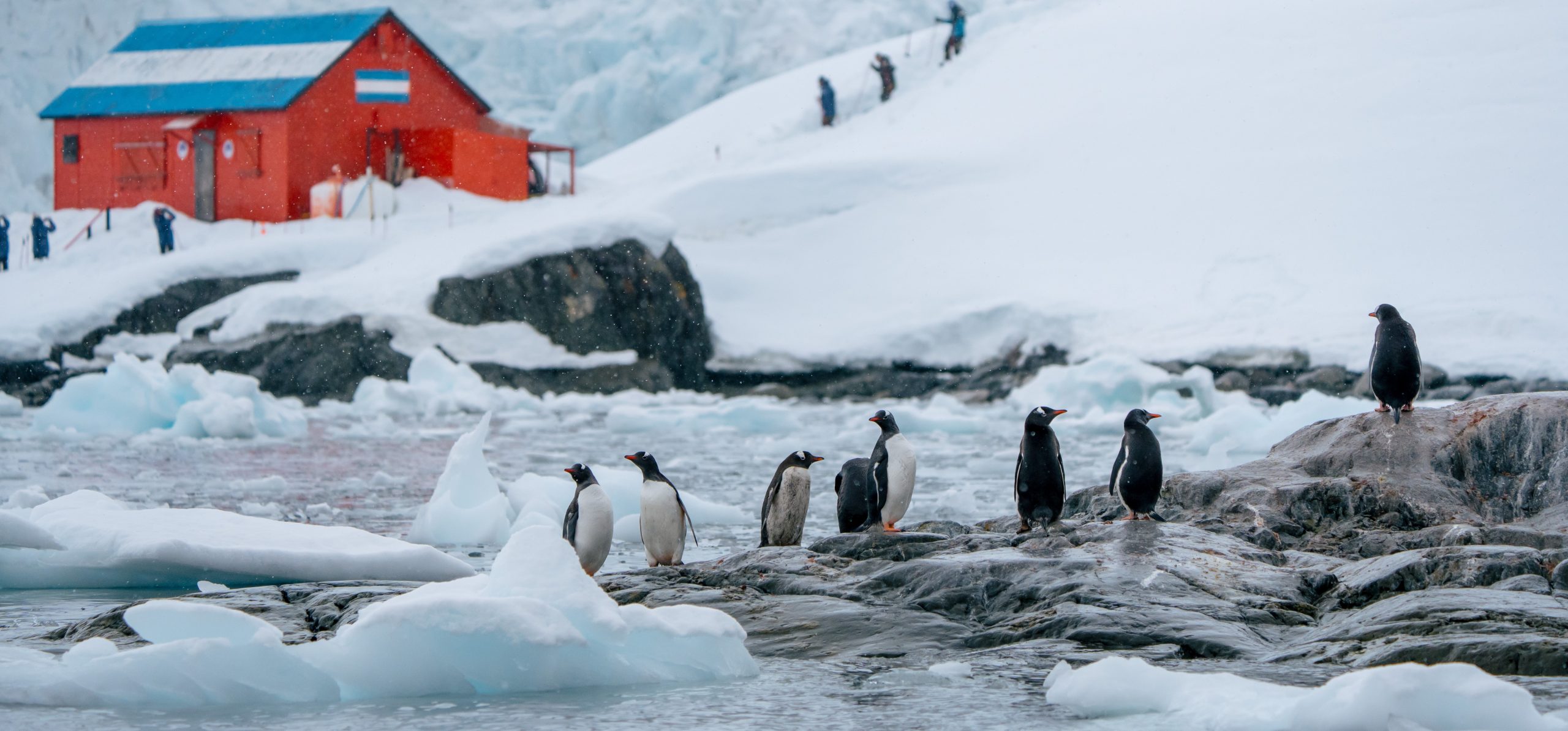 Highlights of Antarctica Expedition Cruise – HX Hurtigruten Expeditions