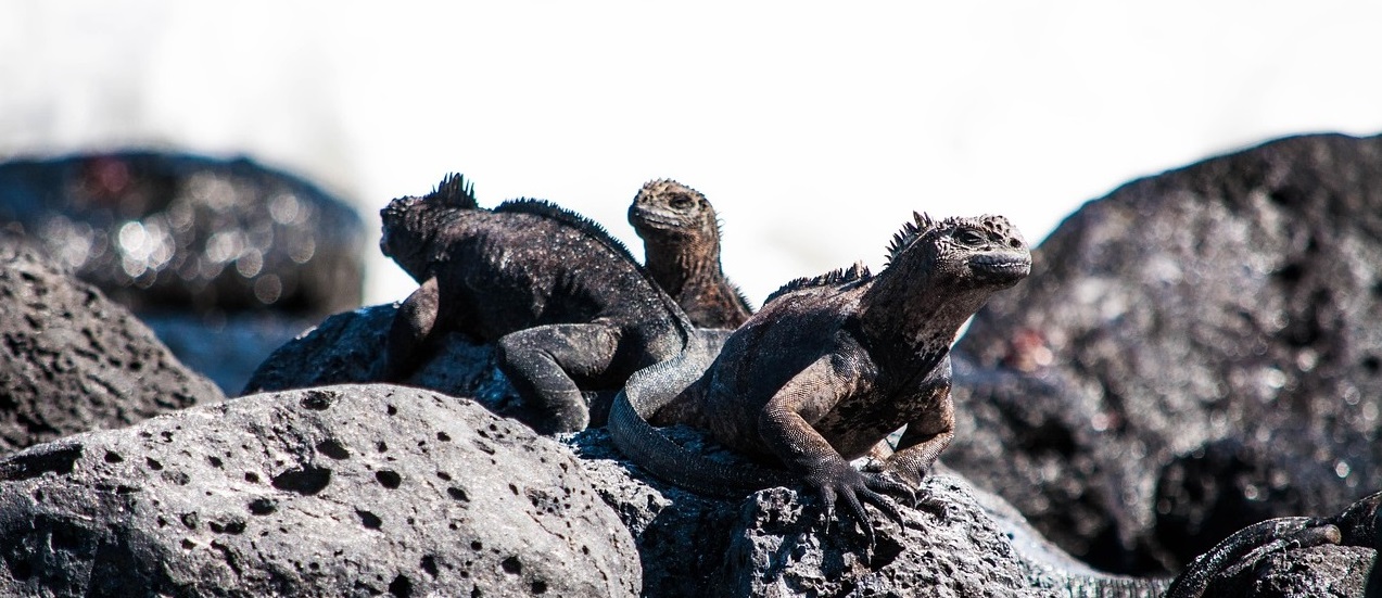 Galapagos Island Adventure Cruise Tour