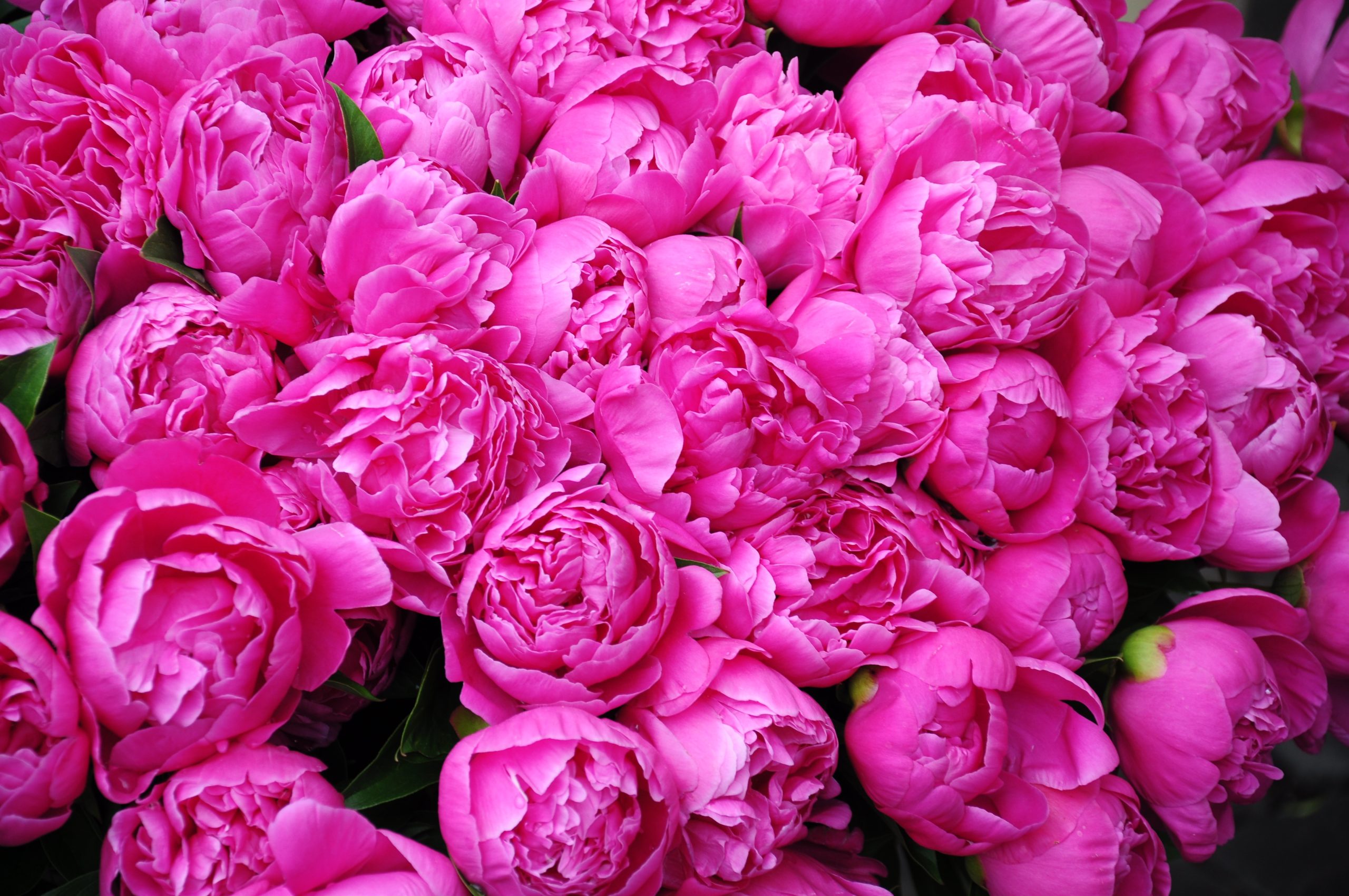 Spring Blossom of China – Peony Festival