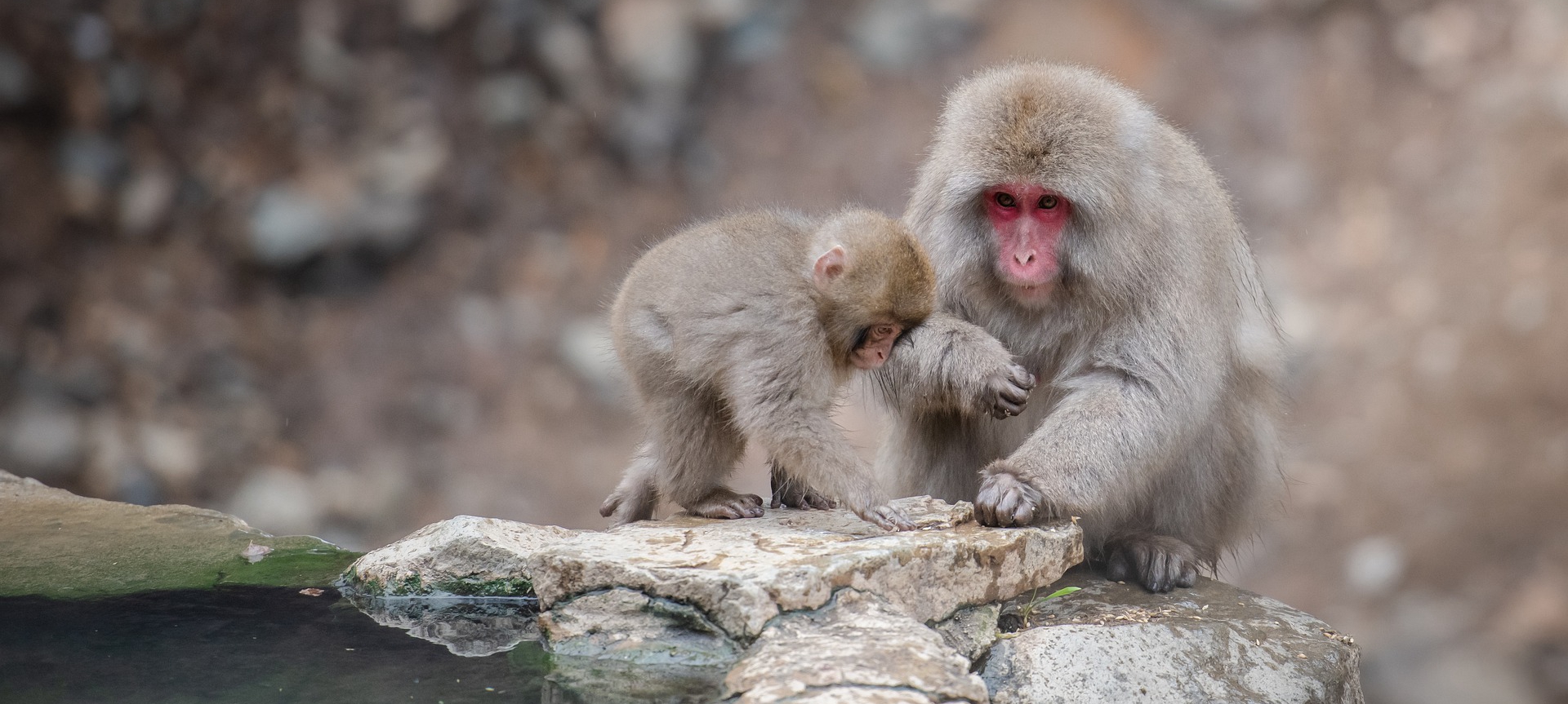 Autumn in Niigata, Sado Island & Nagano