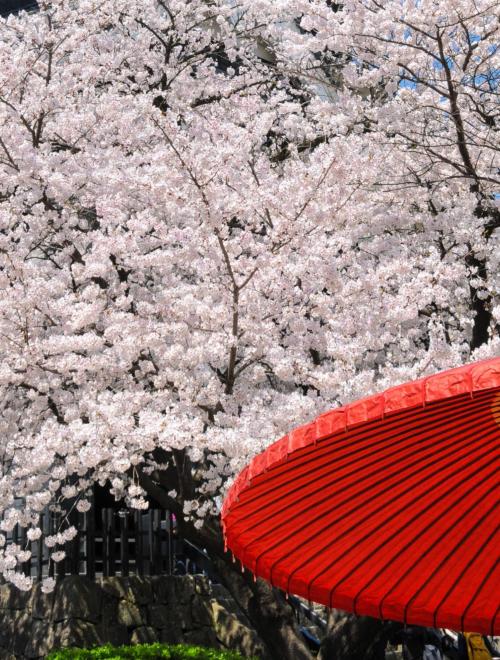 Kyushu Sakura Discovery Tour