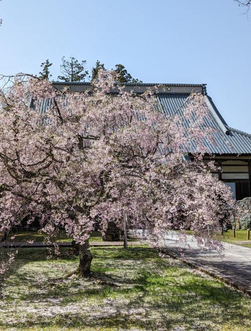 Spring Flower in Sado Island, Niigata & Nikko