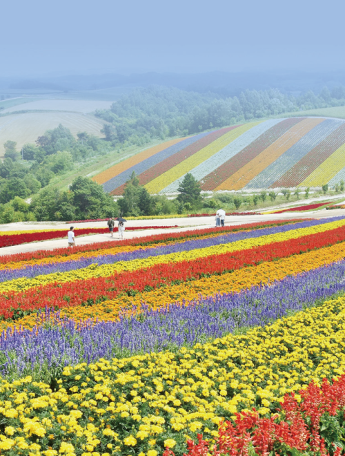 Hokkaido Lavender Tour in Summer (I)
