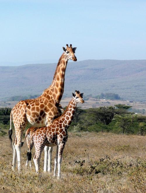 East Africa Safari