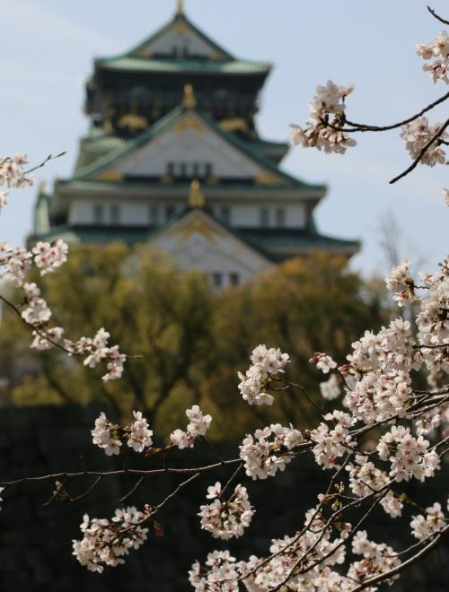 Cherry Blossom in Osaka & Tokyo