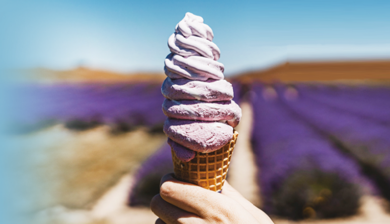Hokkaido Lavender Tour in Summer (I)