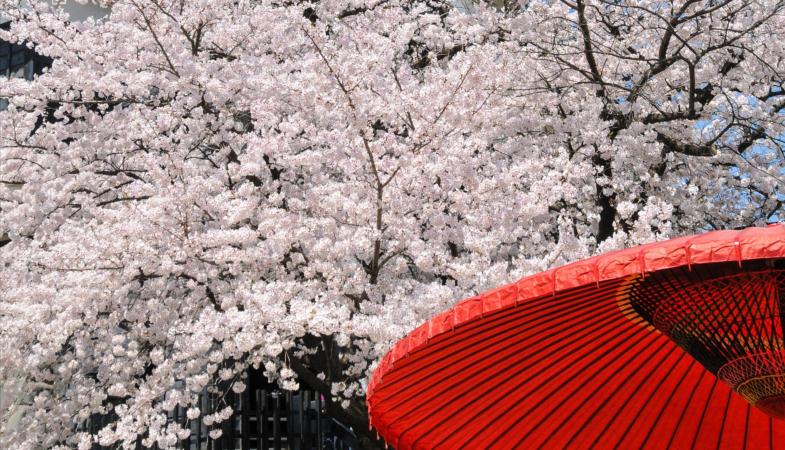 Kyushu Sakura Discovery Tour