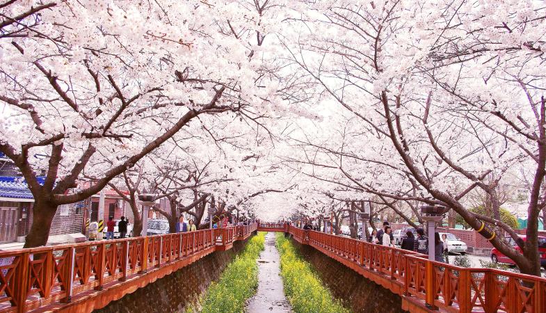 Cherry Blossom Festival in Korea