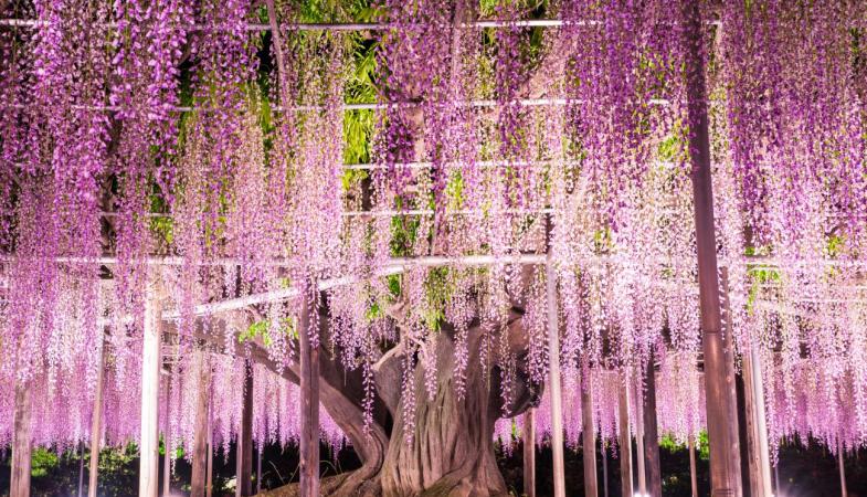 Ashikaga Flower Park