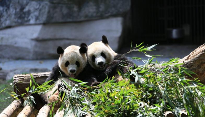 Giant Pandas