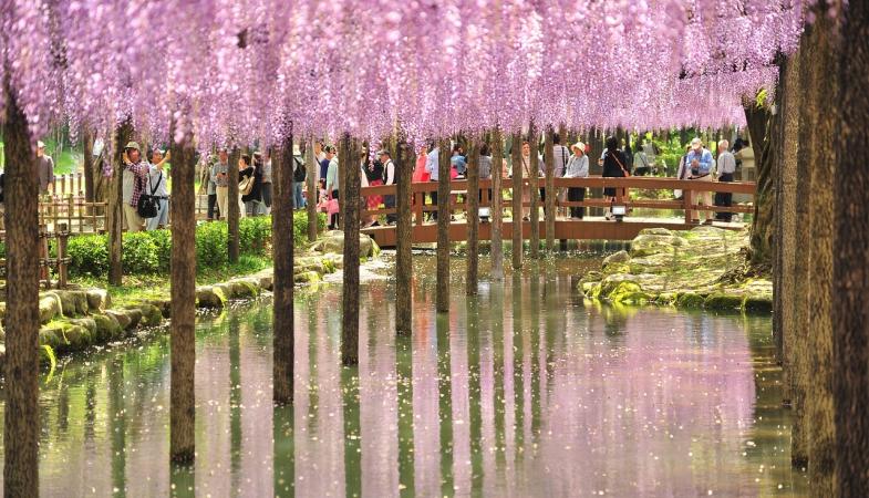 Kyushu Flower Viewing – Wisteria