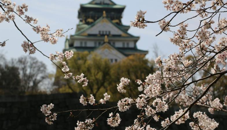 Cherry Blossom in Osaka & Tokyo